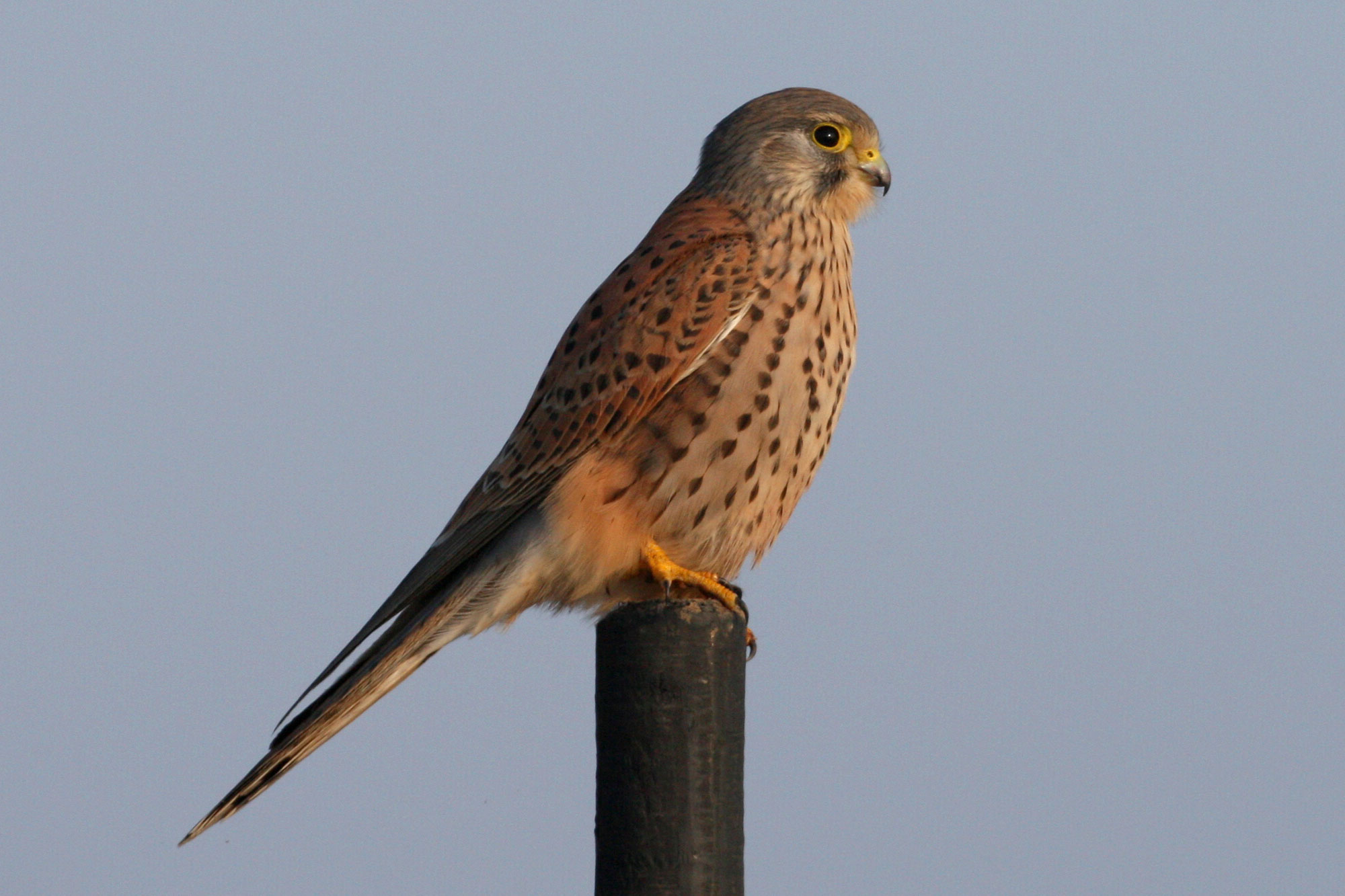 turmfalke-lbv
